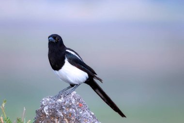 Avrasya Saksağanı. Pica pica. Doğa arkaplanı. 