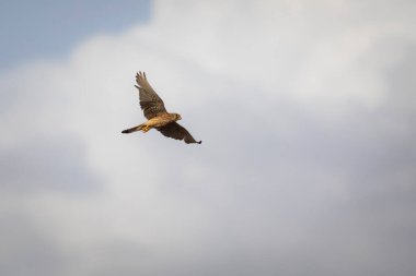 Uçan kerkenez. Mavi beyaz gökyüzü arkaplanı.