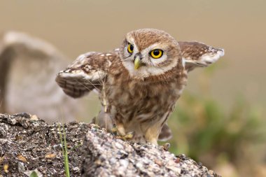 Küçük baykuş. Renkli doğa geçmişi. Athene noctua.  