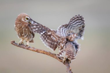 Küçük baykuşlar. Renkli doğa geçmişi. Athene noctua.  