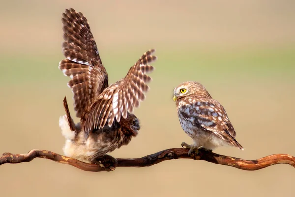 Luchando Contra Pájaros Pequeños Búhos Fondo Colorido Naturaleza Atenea Noctua —  Fotos de Stock