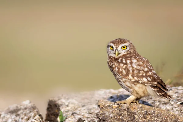 Liten Uggla Färgglada Natur Bakgrund Aten Noctua — Stockfoto