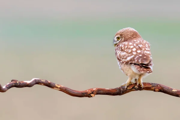 Petite Chouette Fond Naturel Coloré Athene Noctua — Photo