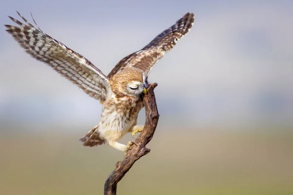 날으는 올빼미 자연의 Athene Noctua — 스톡 사진