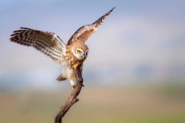 Flying Little Owl Colorful Nature Background Athene Noctua — Stock Photo, Image