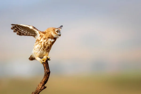 Flying Little Owl Colorful Nature Background Athene Noctua — Stock Photo, Image