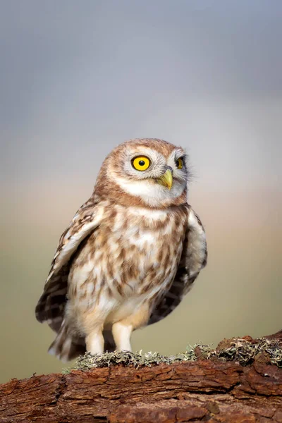 Petite Chouette Fond Naturel Coloré Athene Noctua — Photo