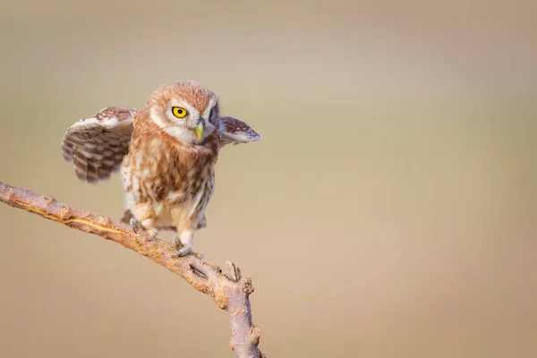 Uçan Küçük Baykuş Renkli Doğa Geçmişi Athene Noctua — Stok fotoğraf