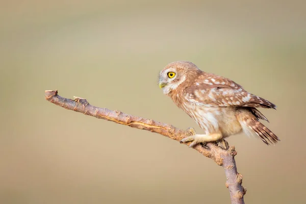 Pequeño Búho Fondo Colorido Naturaleza Atenea Noctua — Foto de Stock