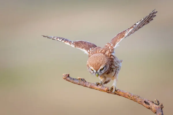 Vliegende Uil Kleurrijke Natuur Achtergrond Athene Noctua — Stockfoto