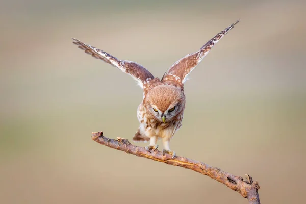 飞的小猫头鹰色彩斑斓的自然背景 雅典娜虚幻A — 图库照片
