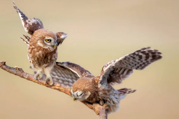 Little Owls Colorful Nature Background Athene Noctua — Stock Photo, Image