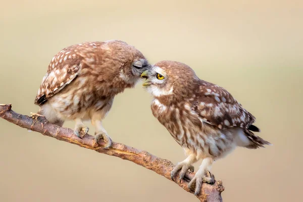 Kissing Birds Little Owls Colorful Nature Background Athene Noctua — Stock Photo, Image