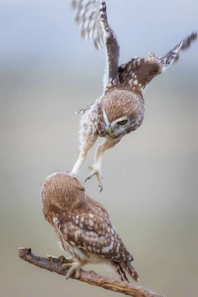 Flående Fåglar Små Ugglor Färgglada Natur Bakgrund Aten Noctua — Stockfoto