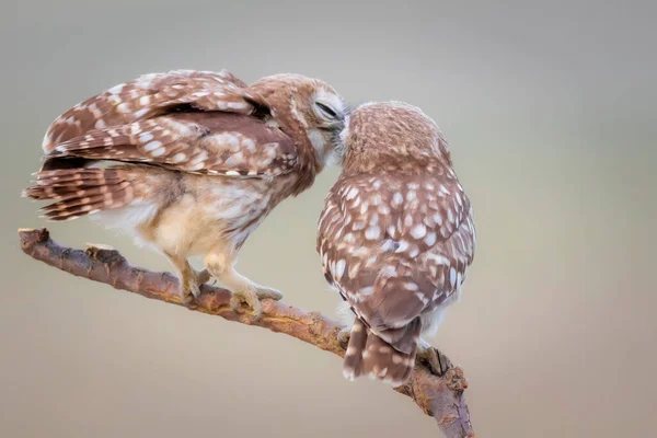 Φιλώντας Πουλιά Μικρές Κουκουβάγιες Πολύχρωμο Φόντο Της Φύσης Αθηνα Νακτουα — Φωτογραφία Αρχείου