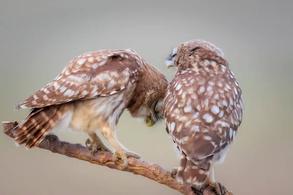 Целующиеся Птицы Совы Красочный Природный Фон Афинская Ноктуа — стоковое фото