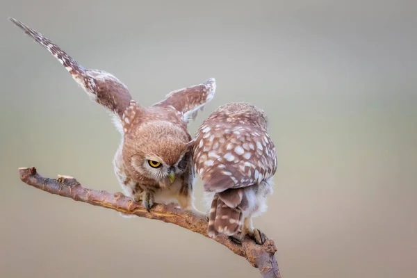 Piccoli Gufi Sfondo Colorato Natura Athene Noctua — Foto Stock