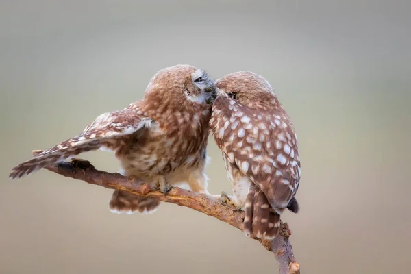 Besando Pájaros Pequeños Búhos Fondo Colorido Naturaleza Atenea Noctua —  Fotos de Stock