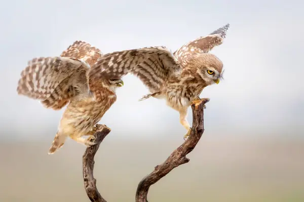 Piccoli Gufi Sfondo Colorato Natura Athene Noctua — Foto Stock