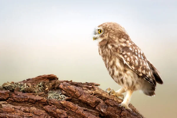 Pequeño Búho Fondo Colorido Naturaleza Atenea Noctua — Foto de Stock