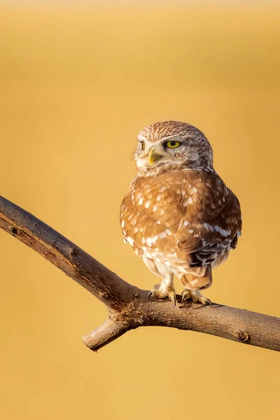 Petite Chouette Fond Naturel Coloré Athene Noctua — Photo