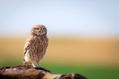 Küçük baykuş. Renkli doğa geçmişi. Athene noctua.  