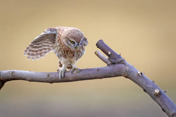 Küçük Baykuş Renkli Doğa Geçmişi Athene Noctua — Stok fotoğraf