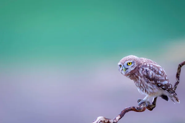 Pequeño Búho Fondo Colorido Naturaleza Atenea Noctua —  Fotos de Stock