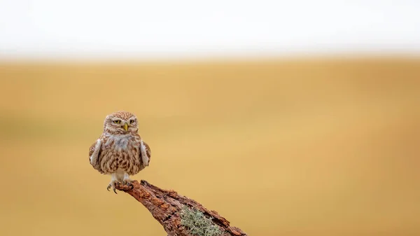 小さなフクロウ カラフルな自然背景 アテネ ノクトゥア — ストック写真