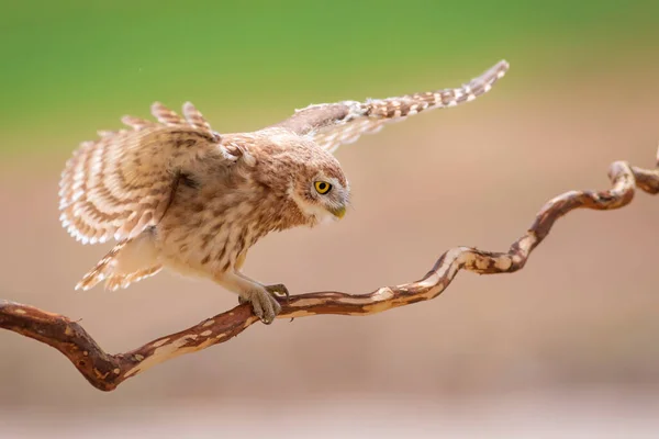 Uçan Küçük Baykuş Renkli Doğa Geçmişi Athene Noctua — Stok fotoğraf