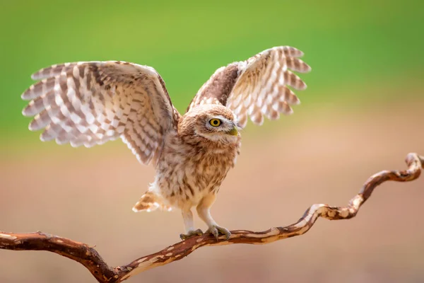 Flying Little Owl Colorful Nature Background Athene Noctua — Stock Photo, Image
