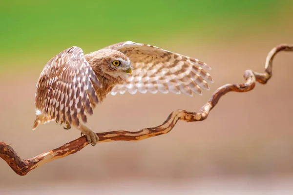 Fliegender Steinkauz Bunte Natur Hintergrund Athener Abendsegler — Stockfoto