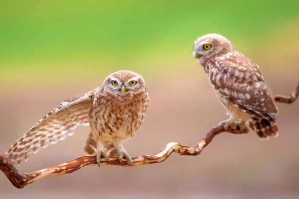 Pequeños Búhos Fondo Colorido Naturaleza Atenea Noctua —  Fotos de Stock