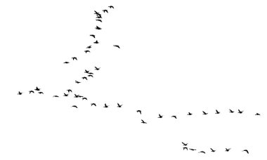 Uçan kuşlar. Vektör görüntüsü. Beyaz arkaplan. 