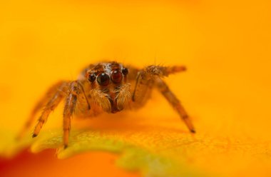 Çarpıcı bir arka plan karşısında çekilmiş keskin ve detaylı bir örümcek fotoğrafı. Örümcek türü: Atlayan örümcek.