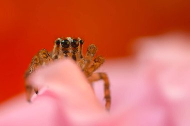 Çarpıcı bir arka plan karşısında çekilmiş keskin ve detaylı bir örümcek fotoğrafı. Örümcek türü: Atlayan örümcek.