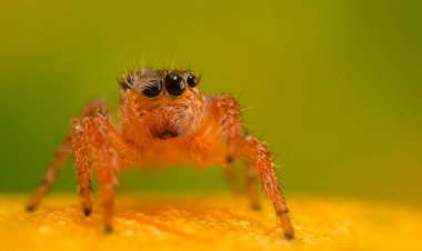 Çarpıcı bir arka plan karşısında çekilmiş keskin ve detaylı bir örümcek fotoğrafı. Örümcek türü: Atlayan örümcek.