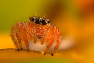 Çarpıcı bir arka plan karşısında çekilmiş keskin ve detaylı bir örümcek fotoğrafı. Örümcek türü: Atlayan örümcek.