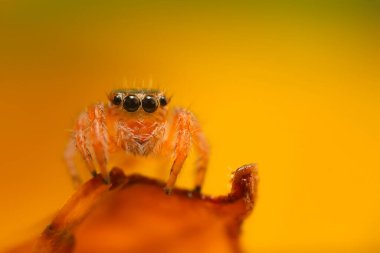 Çarpıcı bir arka plan karşısında çekilmiş keskin ve detaylı bir örümcek fotoğrafı. Örümcek türü: Atlayan örümcek.