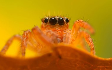 Çarpıcı bir arka plan karşısında çekilmiş keskin ve detaylı bir örümcek fotoğrafı. Örümcek türü: Atlayan örümcek.