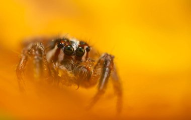 Çarpıcı bir arka plan karşısında çekilmiş keskin ve detaylı bir örümcek fotoğrafı. Örümcek türü: Atlayan örümcek.