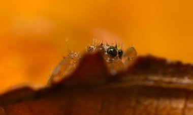 Çarpıcı bir arka plan karşısında çekilmiş keskin ve detaylı bir örümcek fotoğrafı. Örümcek türü: Atlayan örümcek.