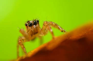 Çarpıcı bir arka plan karşısında çekilmiş keskin ve detaylı bir örümcek fotoğrafı. Örümcek türü: Atlayan örümcek.