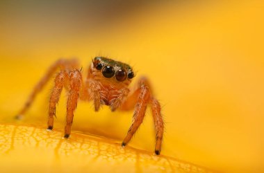 Çarpıcı bir arka plan karşısında çekilmiş keskin ve detaylı bir örümcek fotoğrafı. Örümcek türü: Atlayan örümcek.