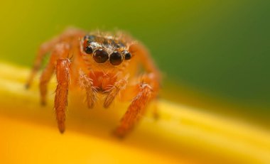 Çarpıcı bir arka plan karşısında çekilmiş keskin ve detaylı bir örümcek fotoğrafı. Örümcek türü: Atlayan örümcek.