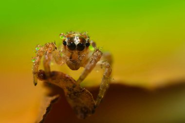 Çarpıcı bir arka plan karşısında çekilmiş keskin ve detaylı bir örümcek fotoğrafı. Örümcek türü: Atlayan örümcek.
