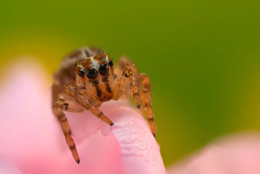 Çarpıcı bir arka plan karşısında çekilmiş keskin ve detaylı bir örümcek fotoğrafı. Örümcek türü: Atlayan örümcek.