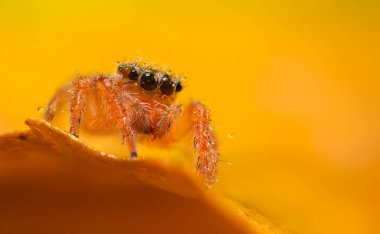 Çarpıcı bir arka plan karşısında çekilmiş keskin ve detaylı bir örümcek fotoğrafı. Örümcek türü: Atlayan örümcek.
