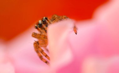 Çarpıcı bir arka plan karşısında çekilmiş keskin ve detaylı bir örümcek fotoğrafı. Örümcek türü: Atlayan örümcek.