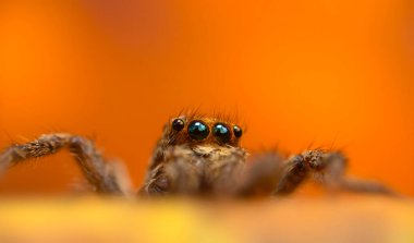 İnanılmaz renkli ve detaylı bir örümceğin fotoğrafı. Doğal arka plan. Zıplayan örümcek.